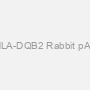 HLA-DQB2 Rabbit pAb